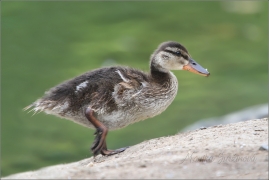 <p>KACHNA DIVOKÁ (Anas platyrhynchos) /Mallard - Stockente/</p>